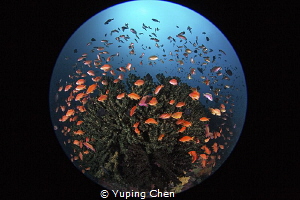 Fish Kaleidoscope/Lembeh strait, Indonesia, Canon 5D Mark... by Yuping Chen 